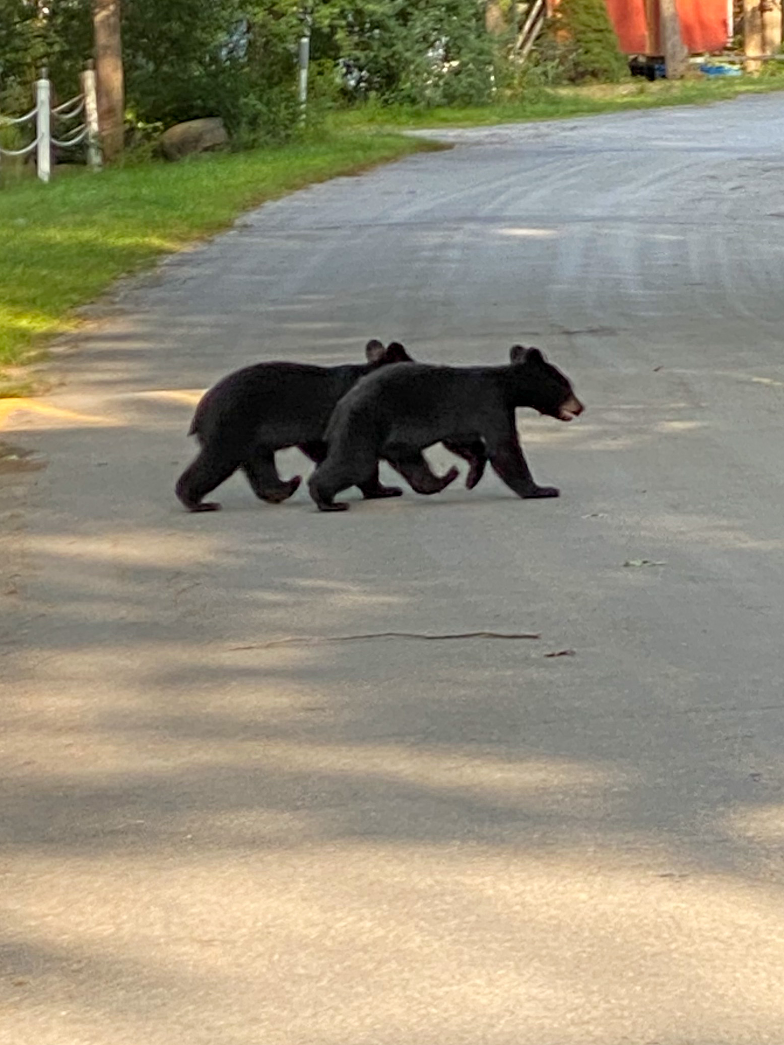 Bear Cubs on Clubhouse Drive